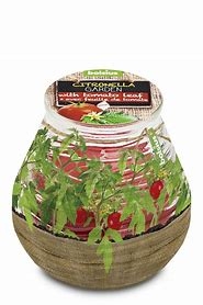 BOLSIUS GEURKAARS CIRTONELLA MET EEN TOMATENBLAD ()